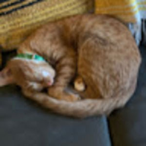 Meet your Posher, Lacee